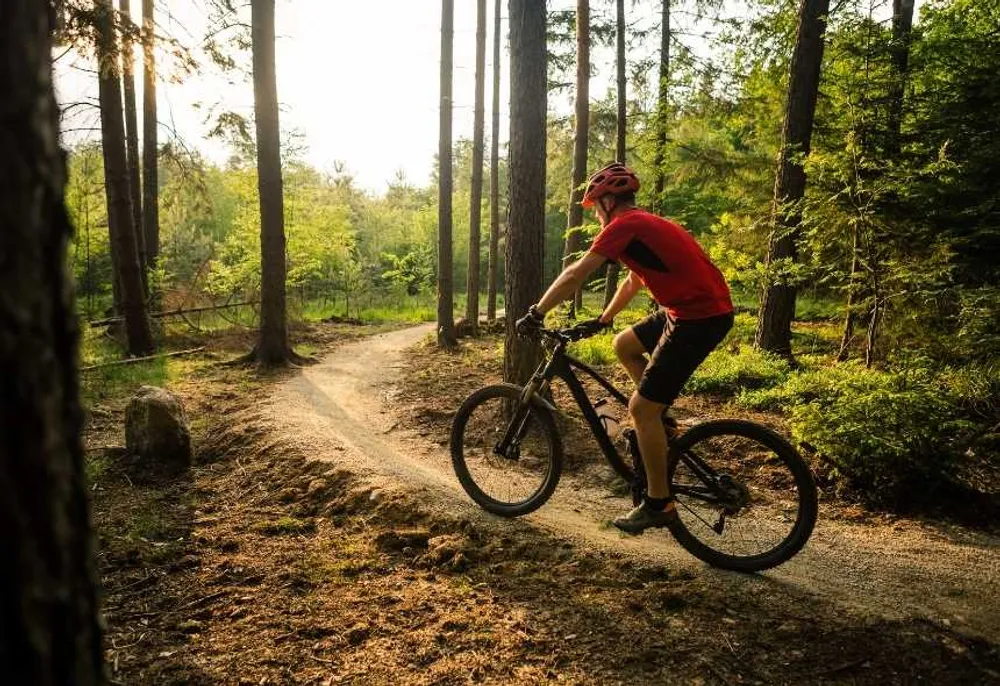 Un ciclista por un sendero boscoso