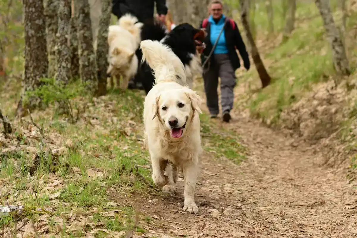 Grupo de peregrinos caminando por un sendero del Camino de Santiago, rodeados de árboles, acompañados por varios perros, incluyendo uno de pelaje claro al frente. Ambiente natural y tranquilo.