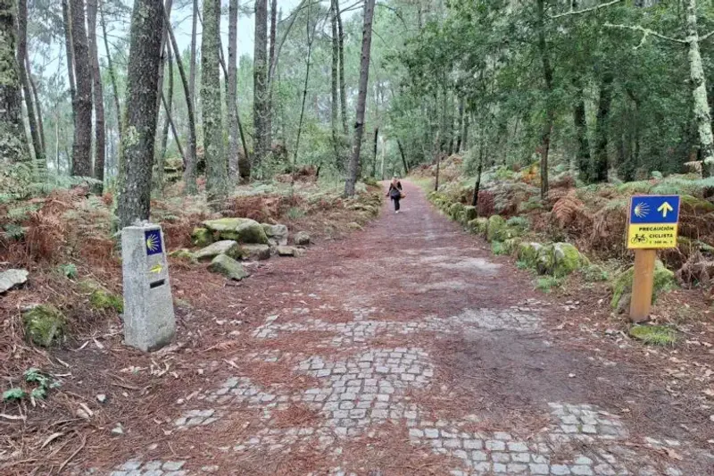 Peregrina en el un tramo boscoso señalizado del Camino de Santiago