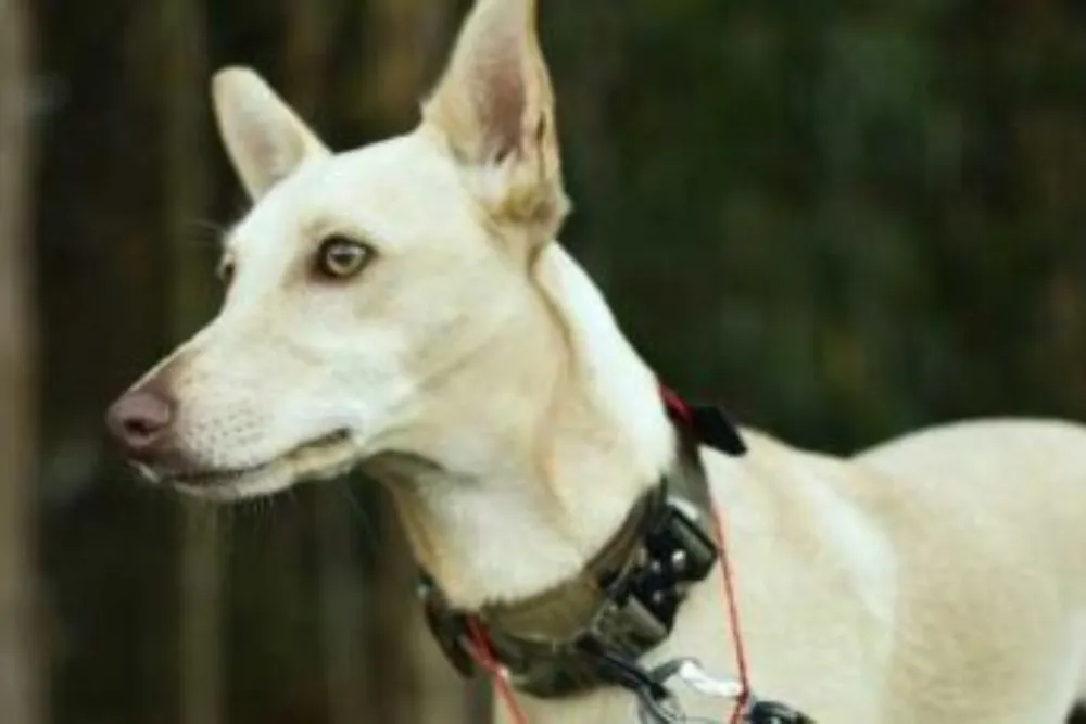 Un perro con una vieira del Camino