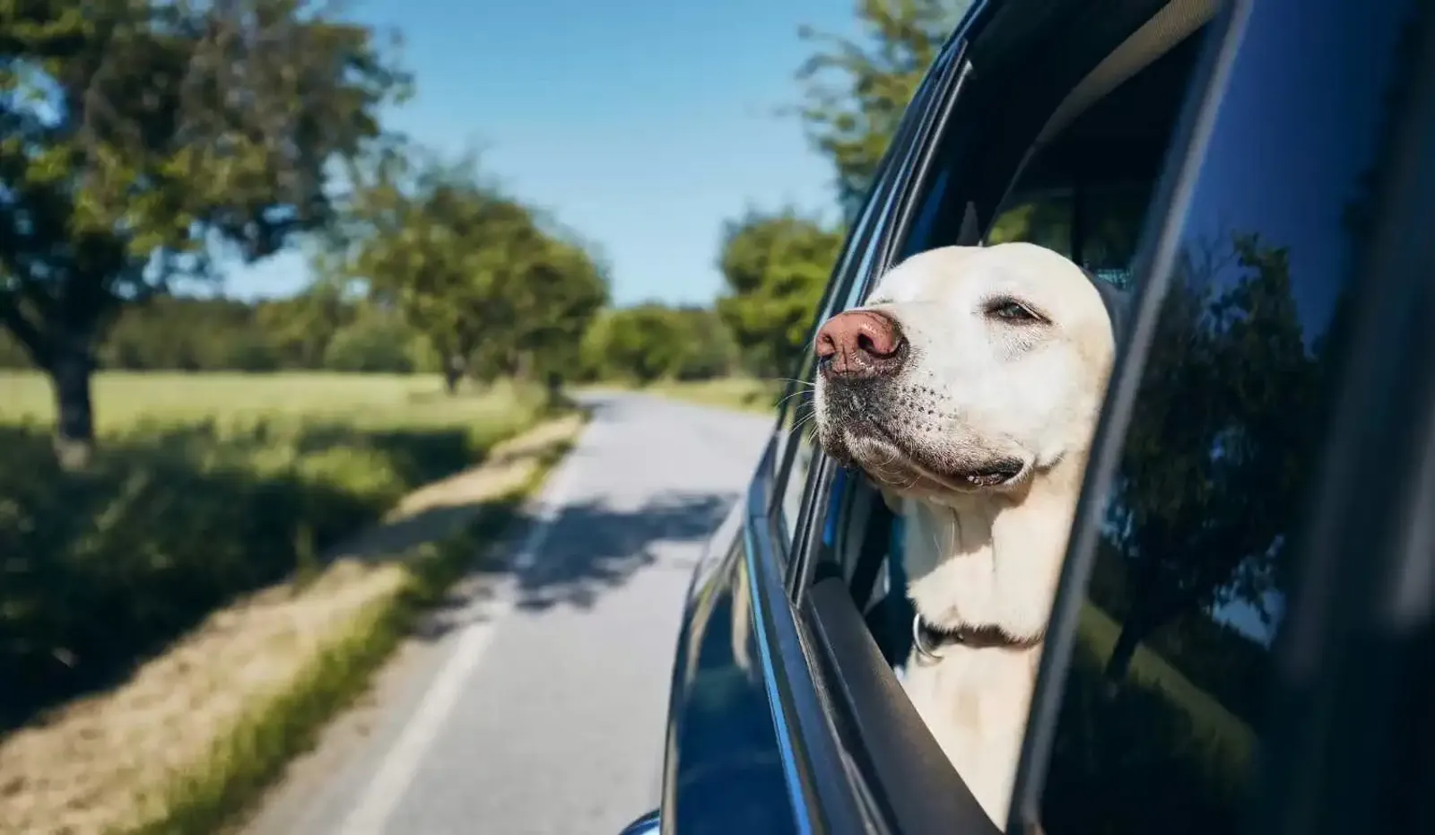 Perro sacando la cabeza del coche
