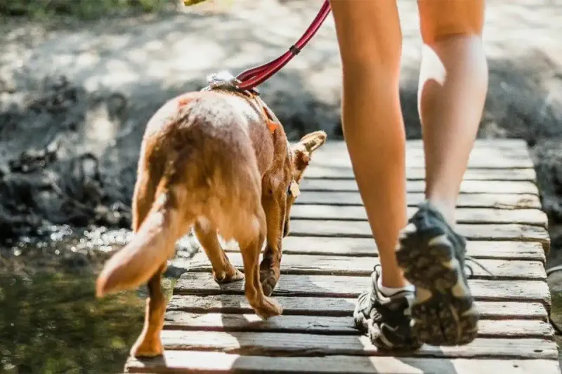 Persona cruzando un pequeño puente de madera en el Camino de Santiago, acompañada por su perro con correa. Ambos disfrutan de un entorno natural y tranquilo.