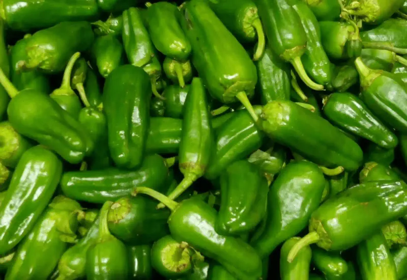 Pimientos del mercado de Padrón