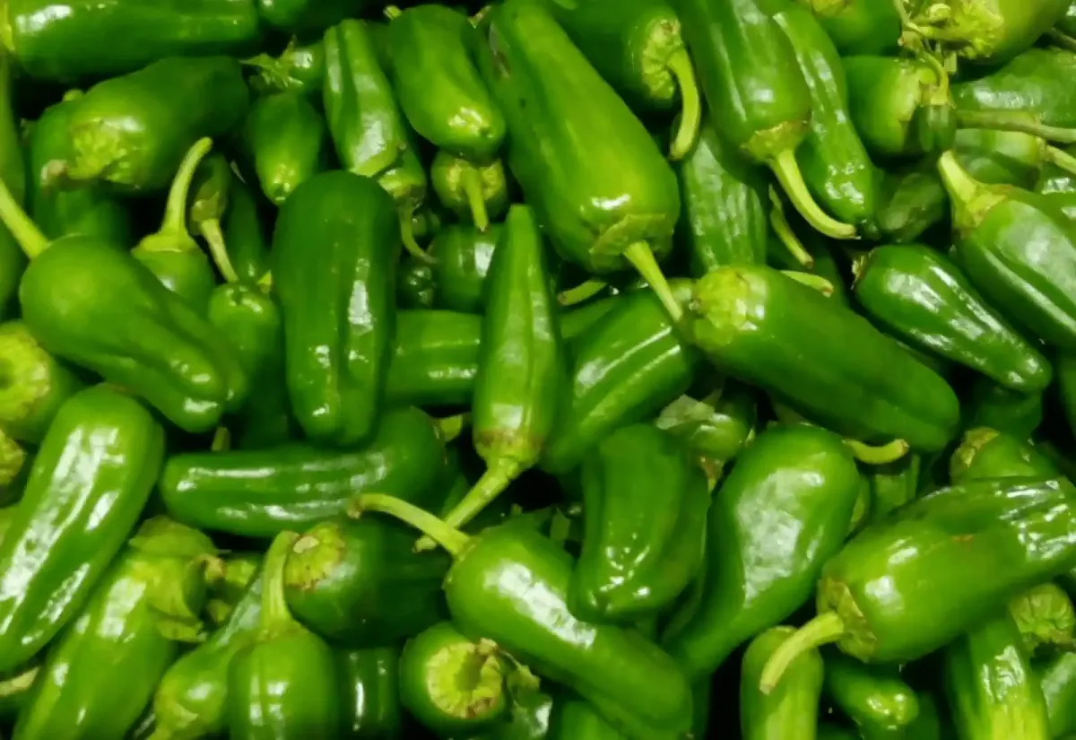 Pimientos del mercado de Padrón