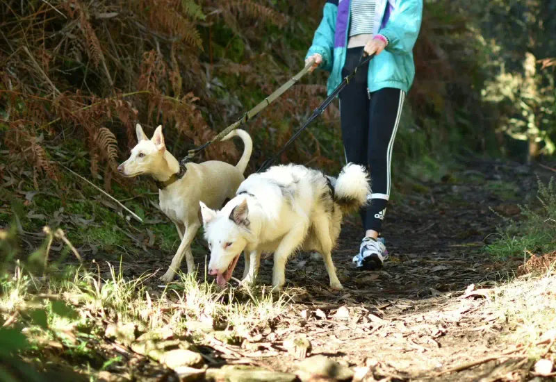 Una persona avanza por un sendero del Camino de Santiago mientras pasea a dos perros, rodeada de vegetación y luz suave de bosque, disfrutando de una ruta tranquila.
