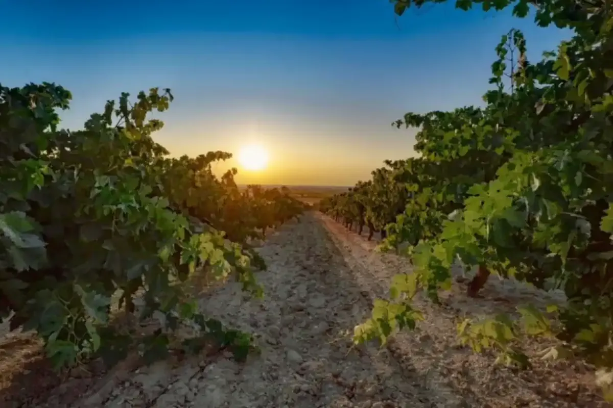 Viñas en etapa Pontevedra - Caldas de Reis